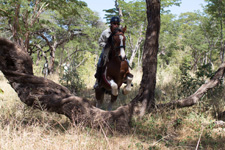 Zimbabwe-Hwange-Hwange Explorer Safari